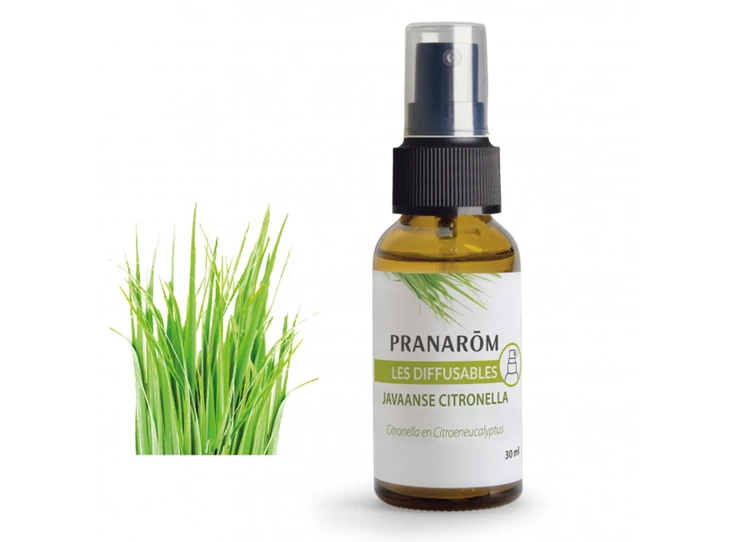 javaanse-citronella.jpg
